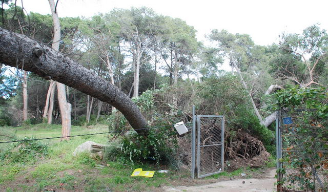 Pino caído por el fuerte temporal de viento sufrido en Gavà Mar (24 de Enero de 2009) (fotografía: Gilbert)